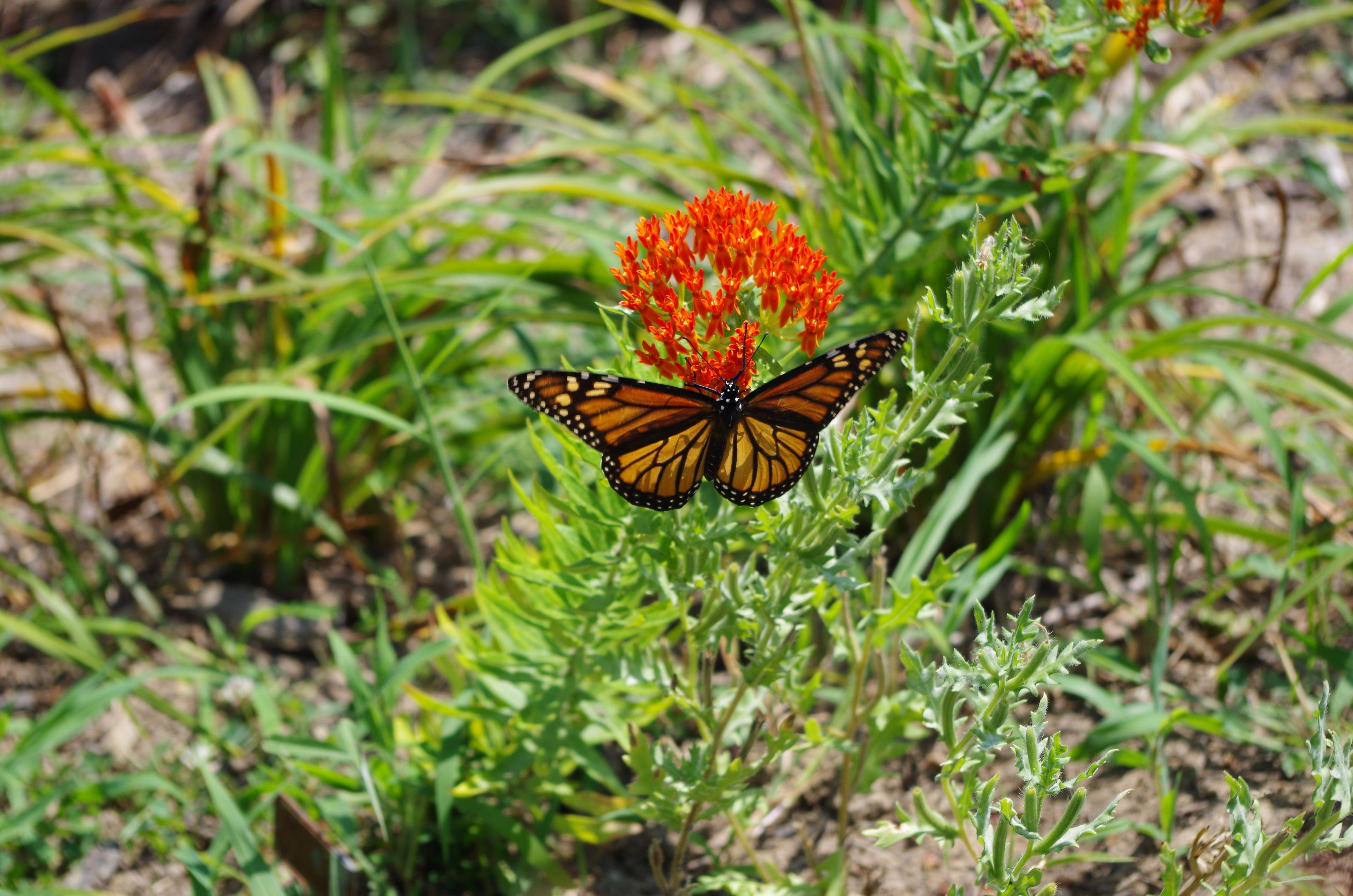 Butterfly Flowers