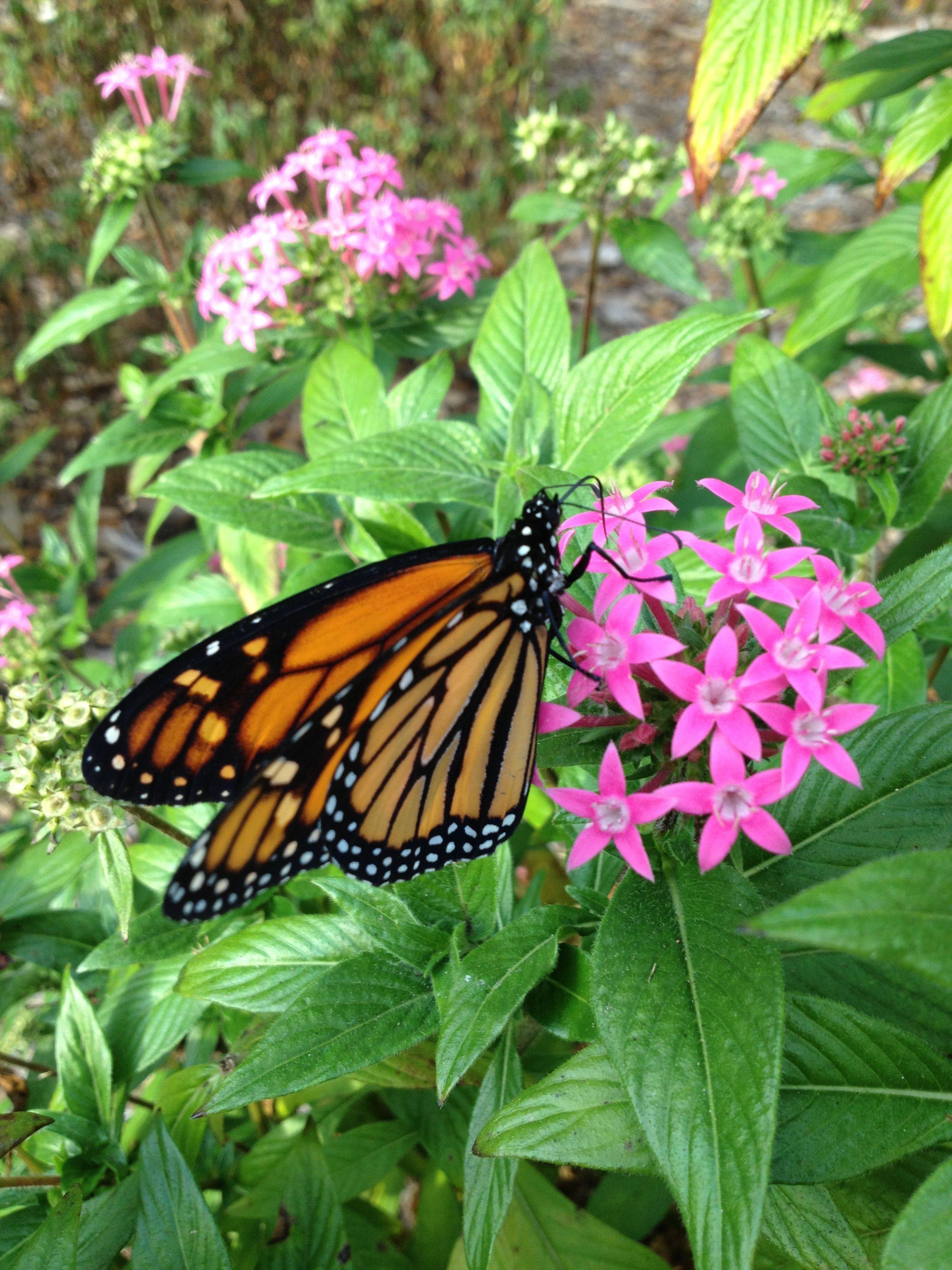 Butterfly Flowers