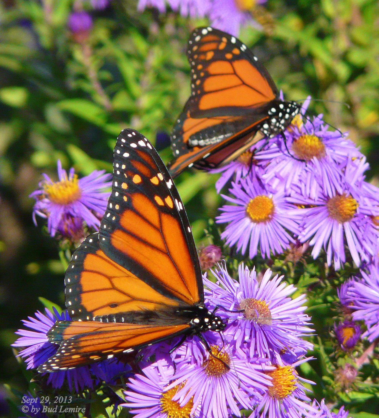 Butterfly Flowers