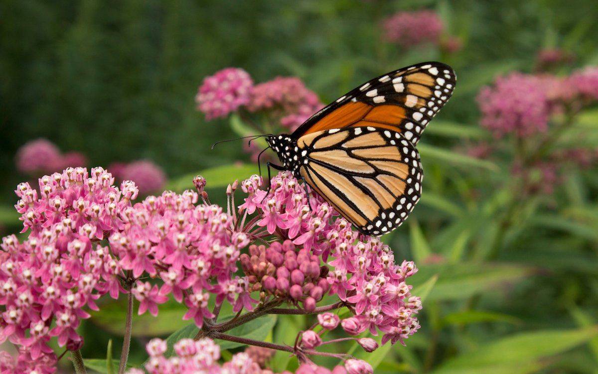 Butterfly Flowers