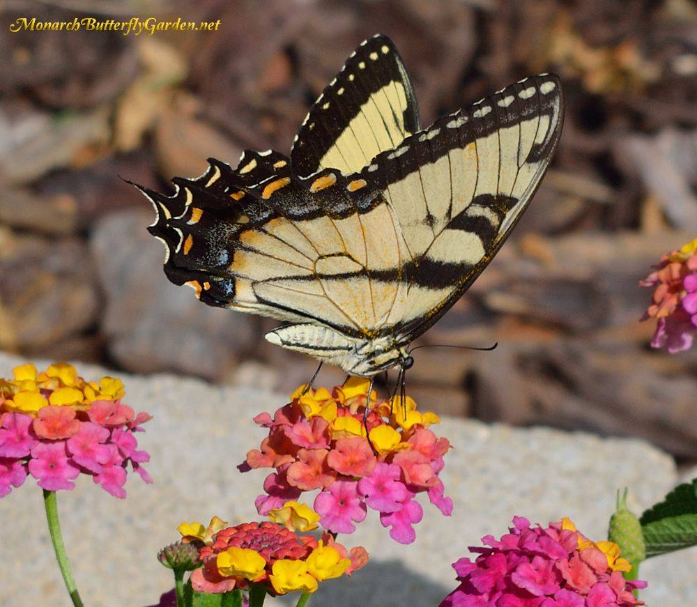 Butterfly Waystation Gardening Monarch Butterfly Usa Butterfly