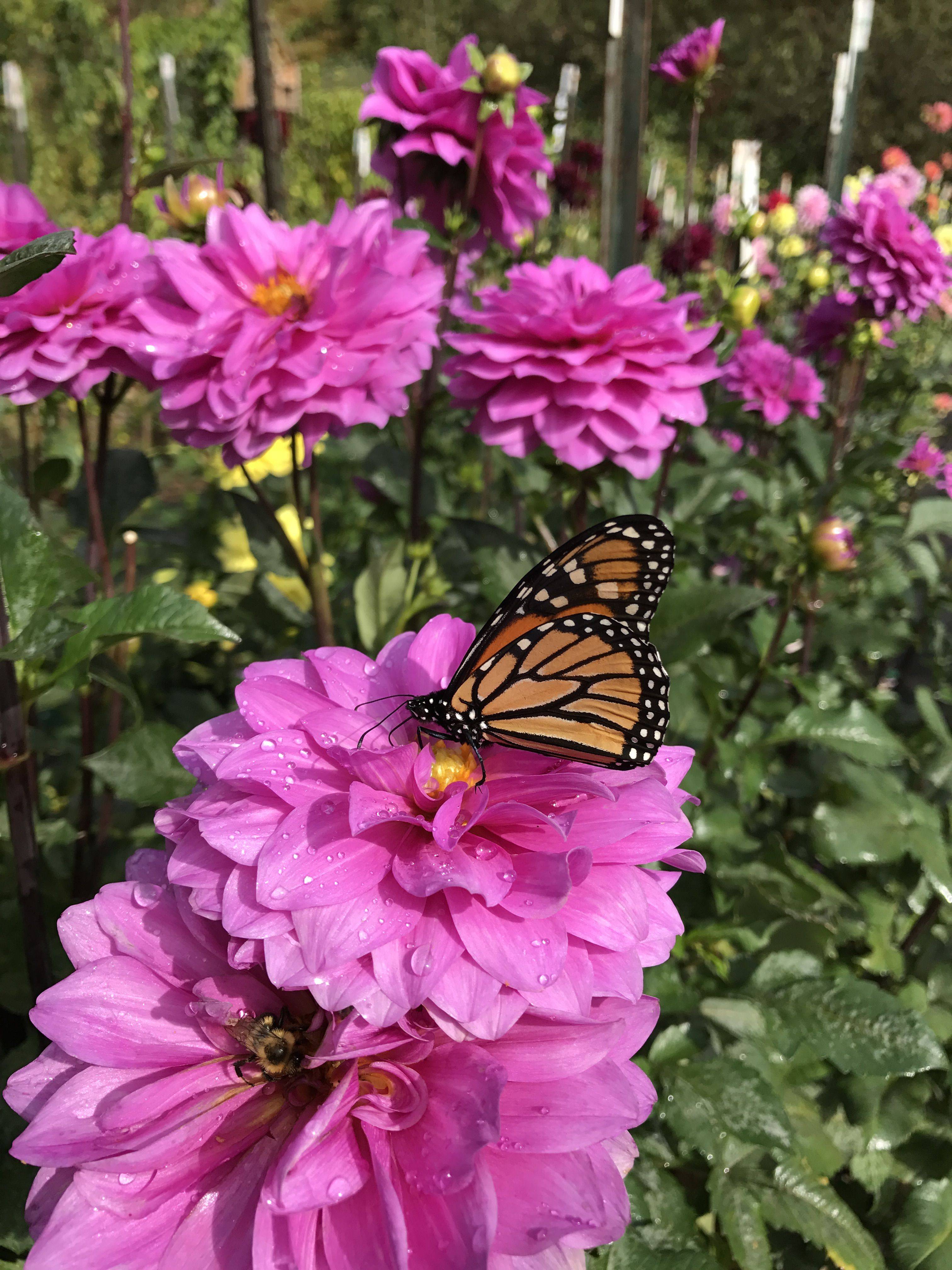 The Perfect Monarch Butterfly Garden