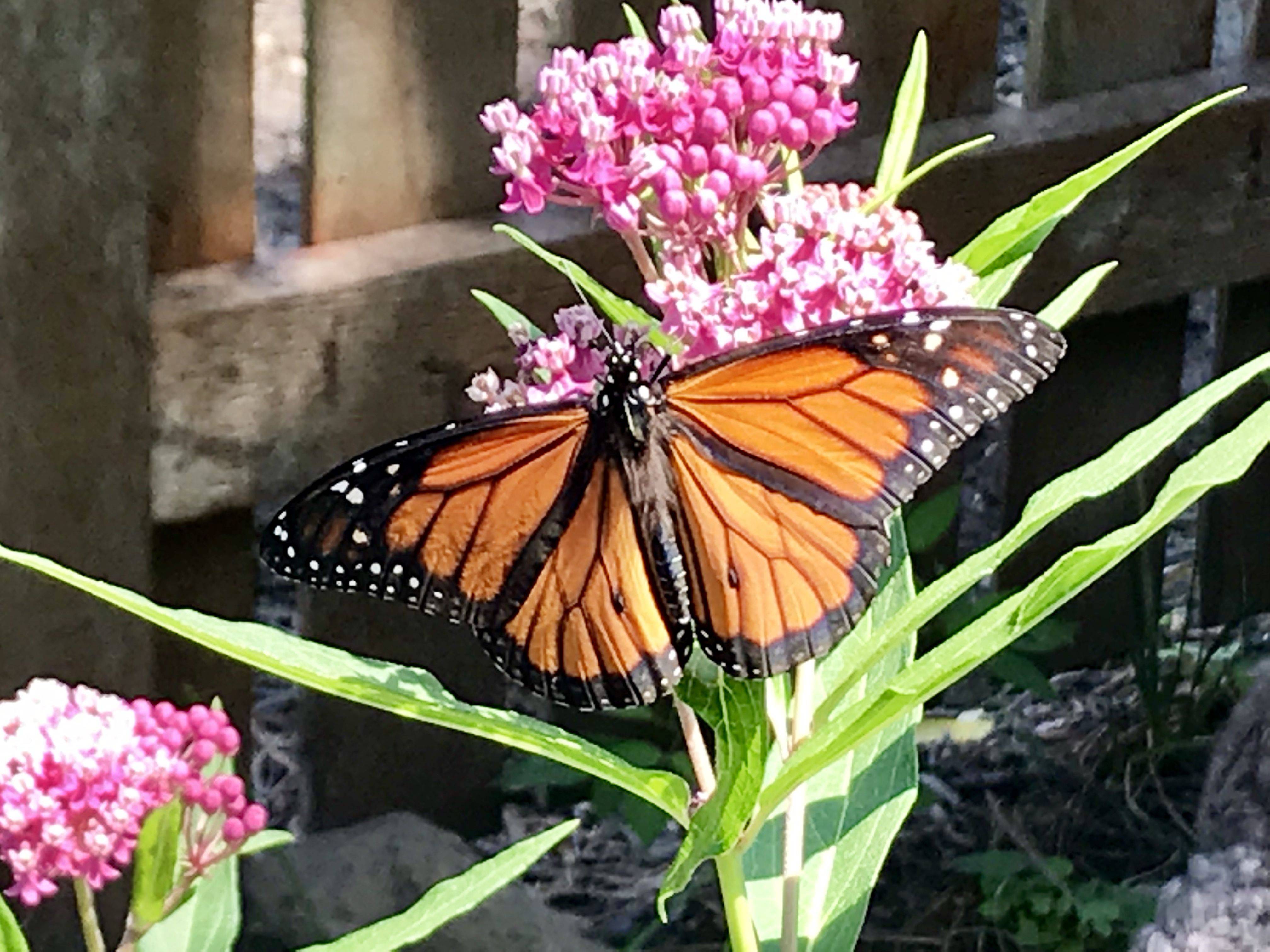 Monarch Butterflies