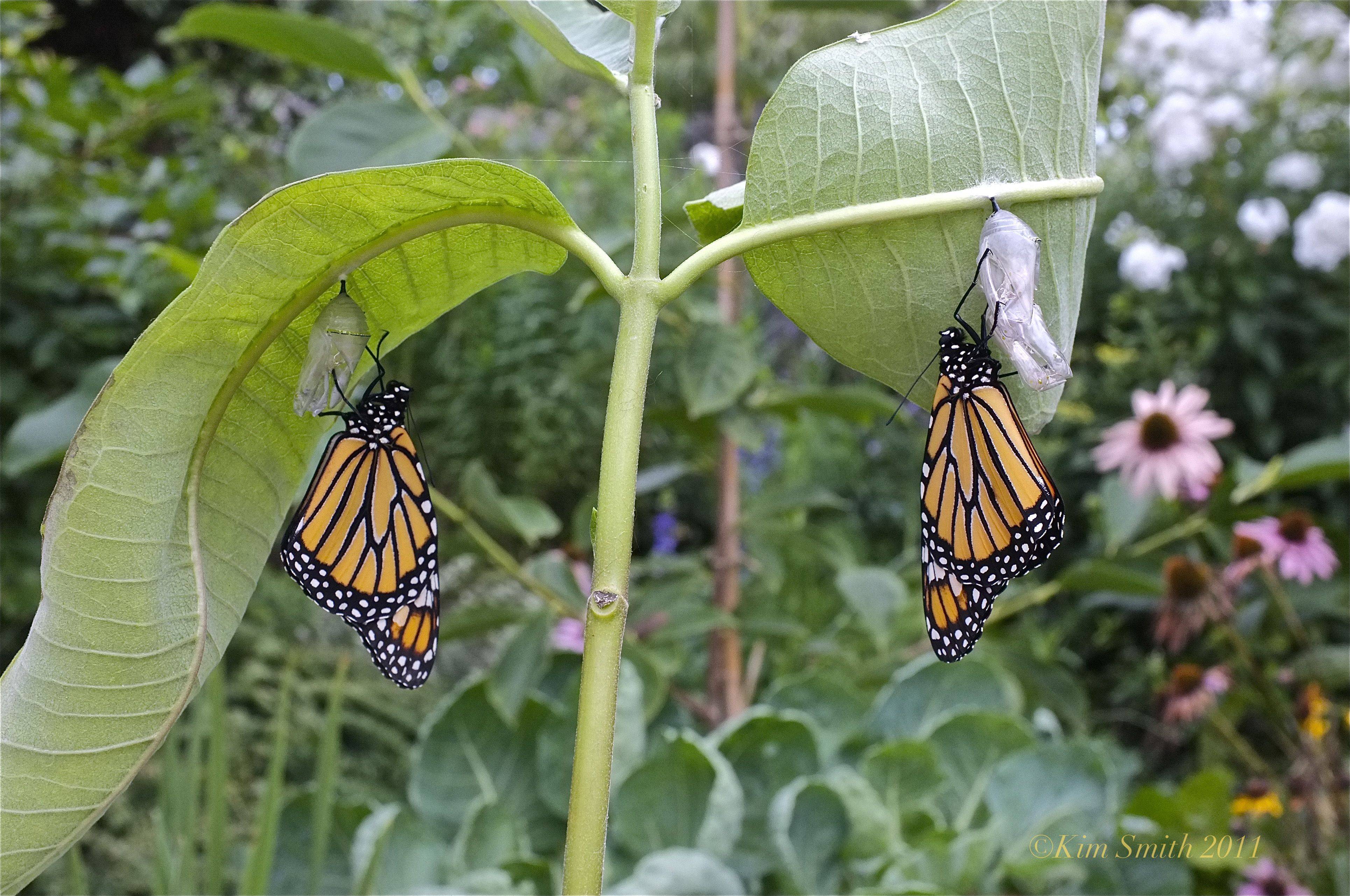 Monarch Butterfly Garden Butterfly Garden Ideas