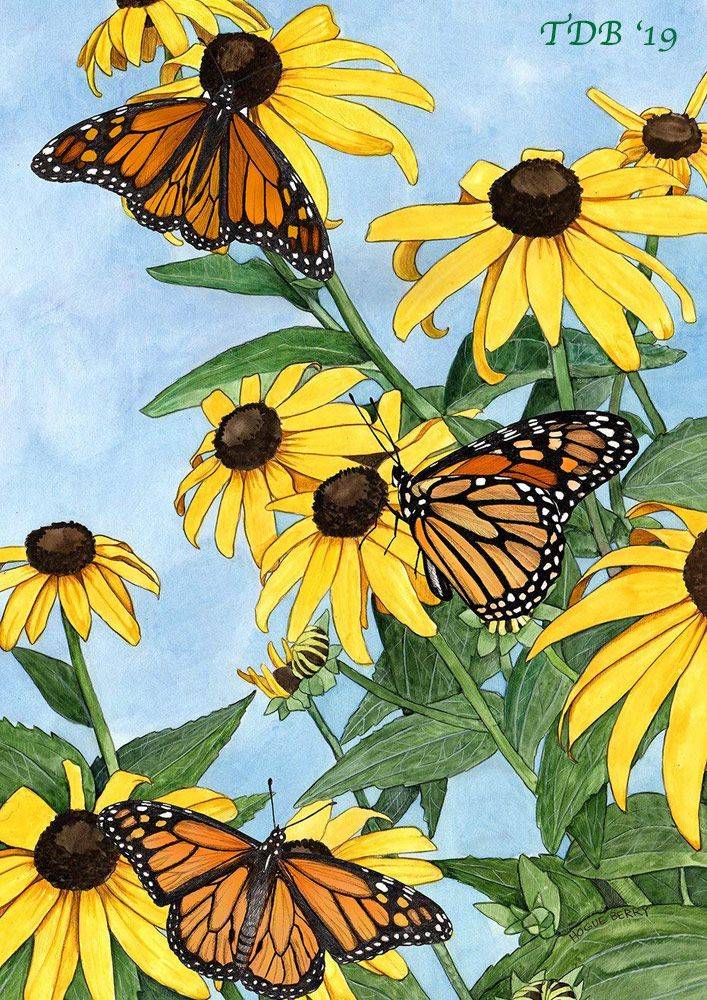 Monarch Butterfly Garden Design Google Search Milkweed Plant