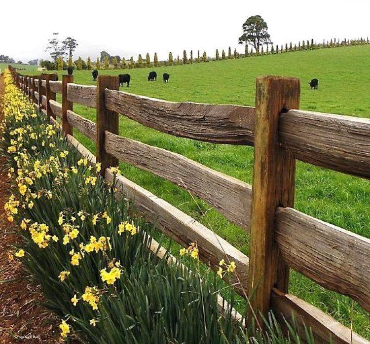 Trendy Garden Fence Border Garden Ideas
