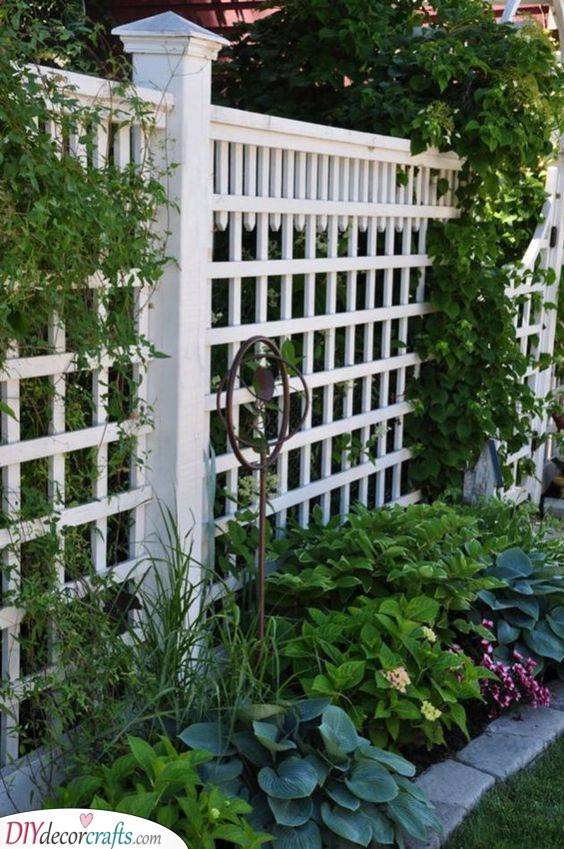 Cheap Privacy Fence Ideas