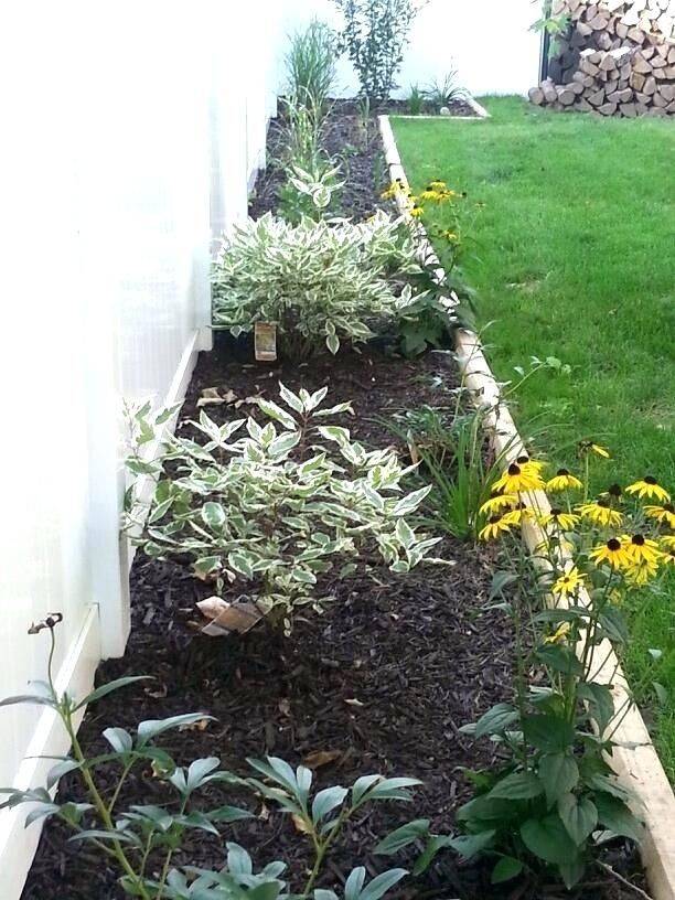 A Flower Bed