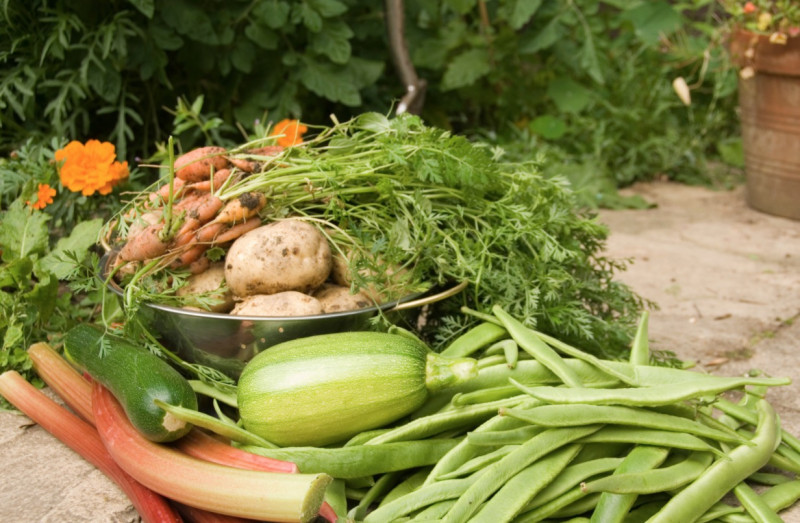 Your Vegetable Garden Tips
