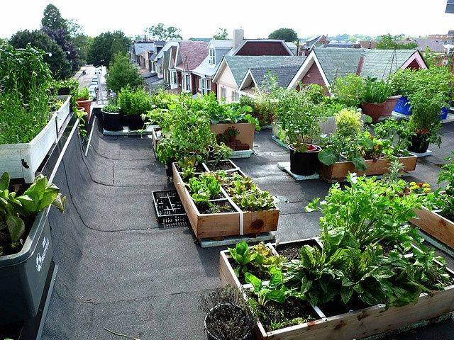 Rooftop Vegetable Garden Ideas