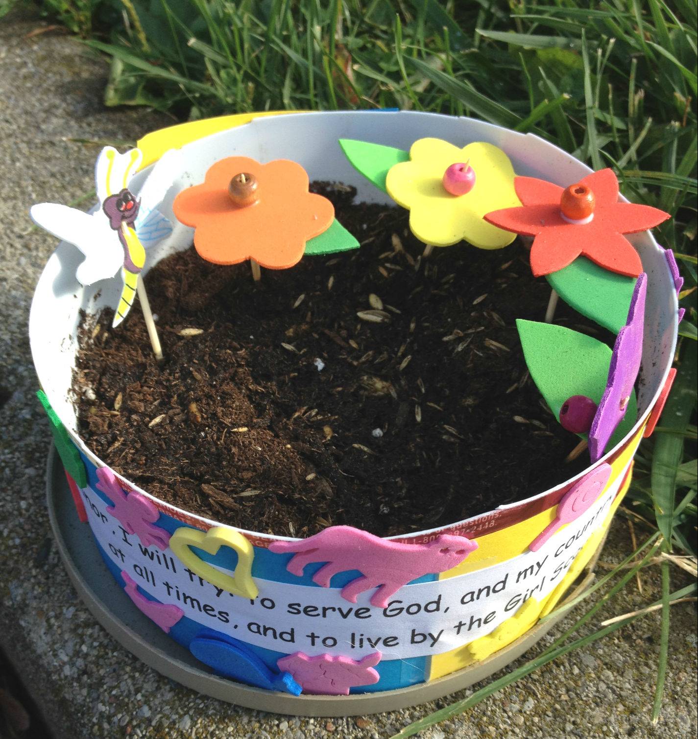 Daisy Flower Garden Journey