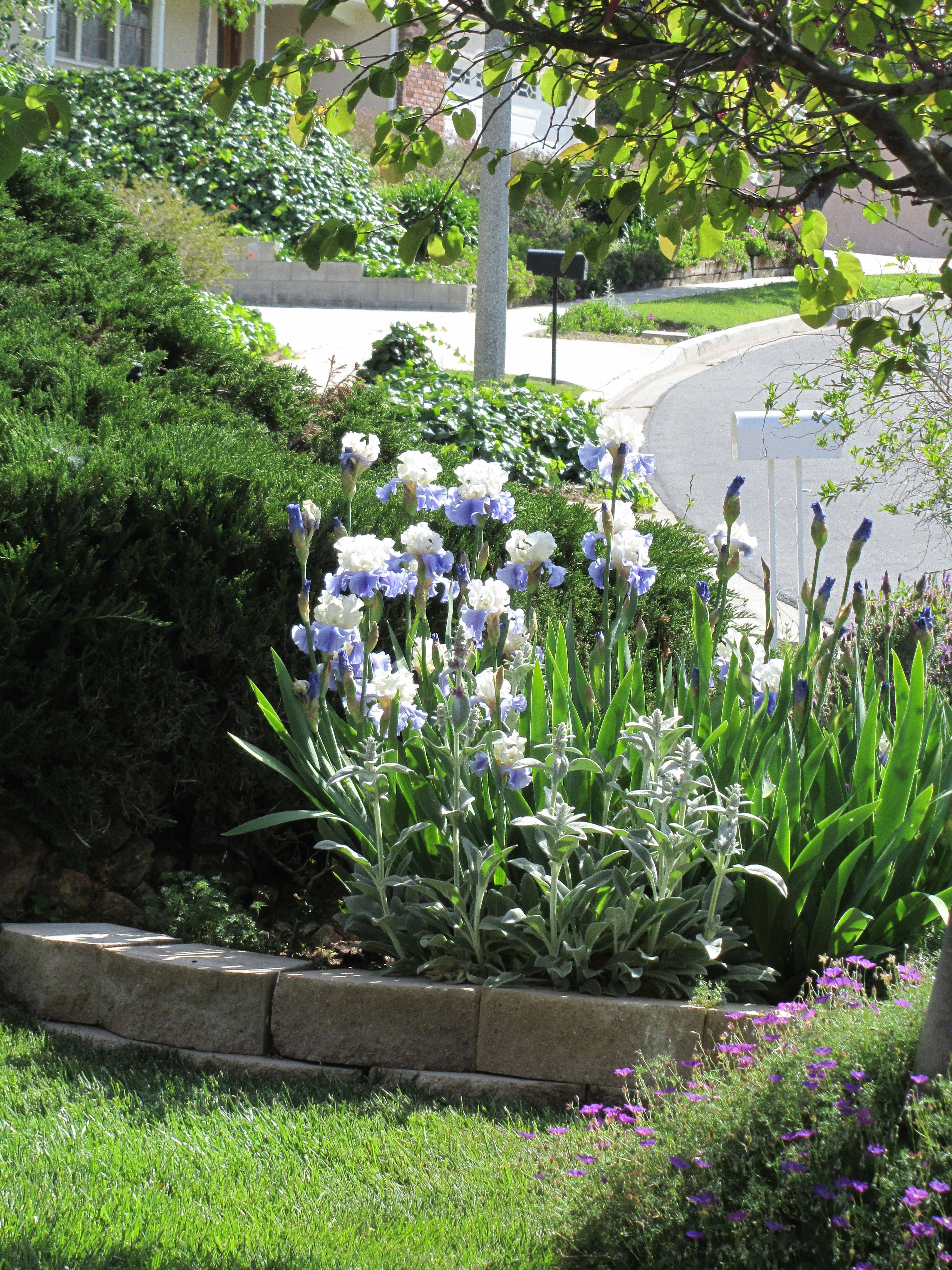 And Beautiful Iris Garden Ideas