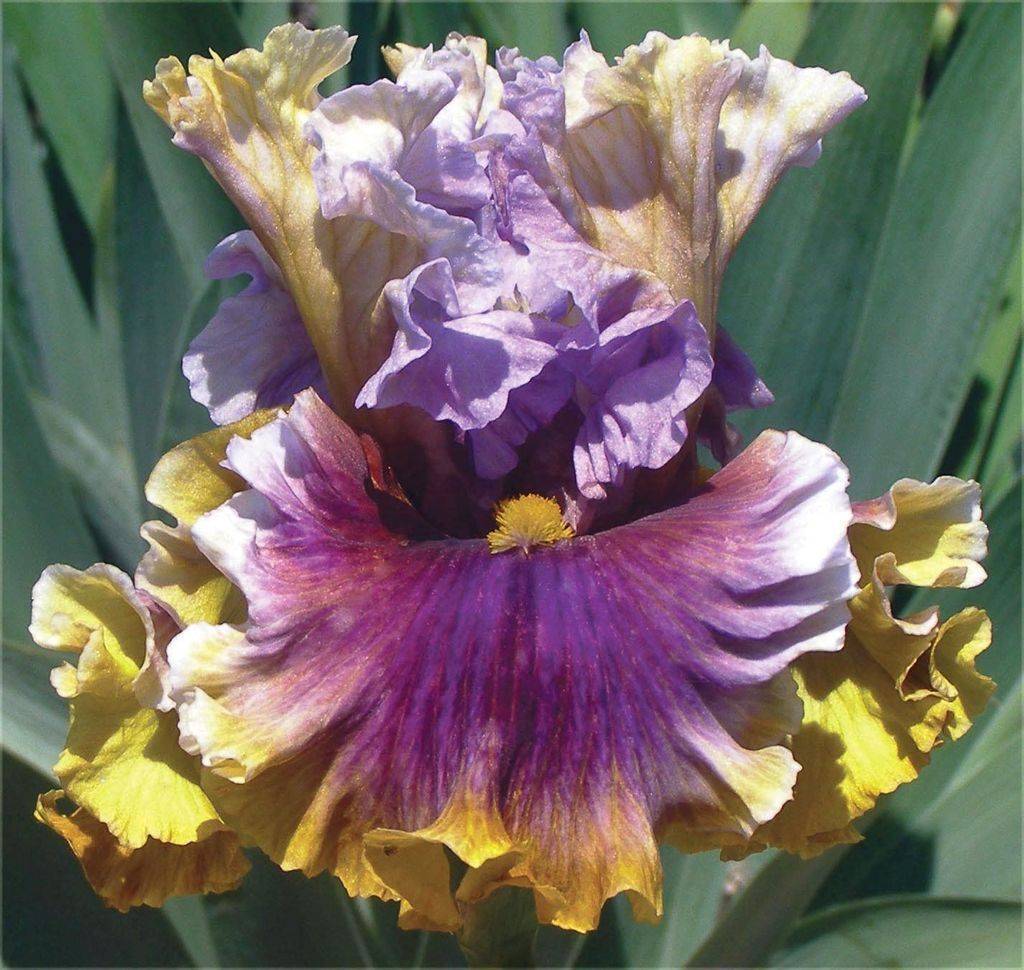 Drought Tolerant Perennials