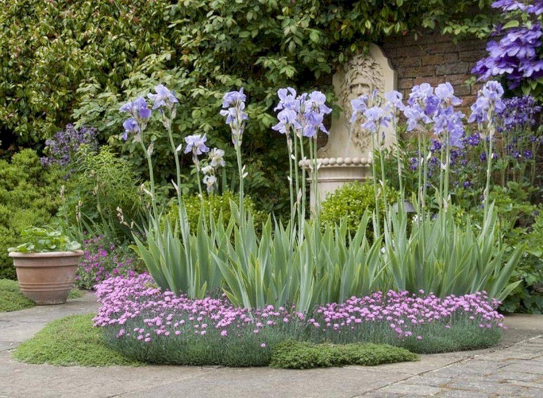 Beautiful Iris Garden Ideas