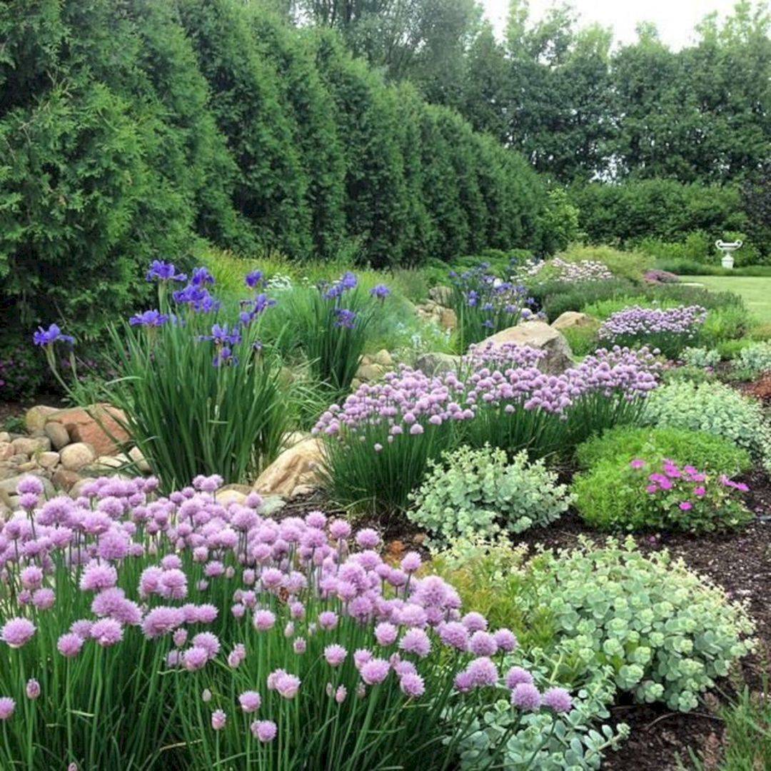 Beautiful Iris Garden Ideas