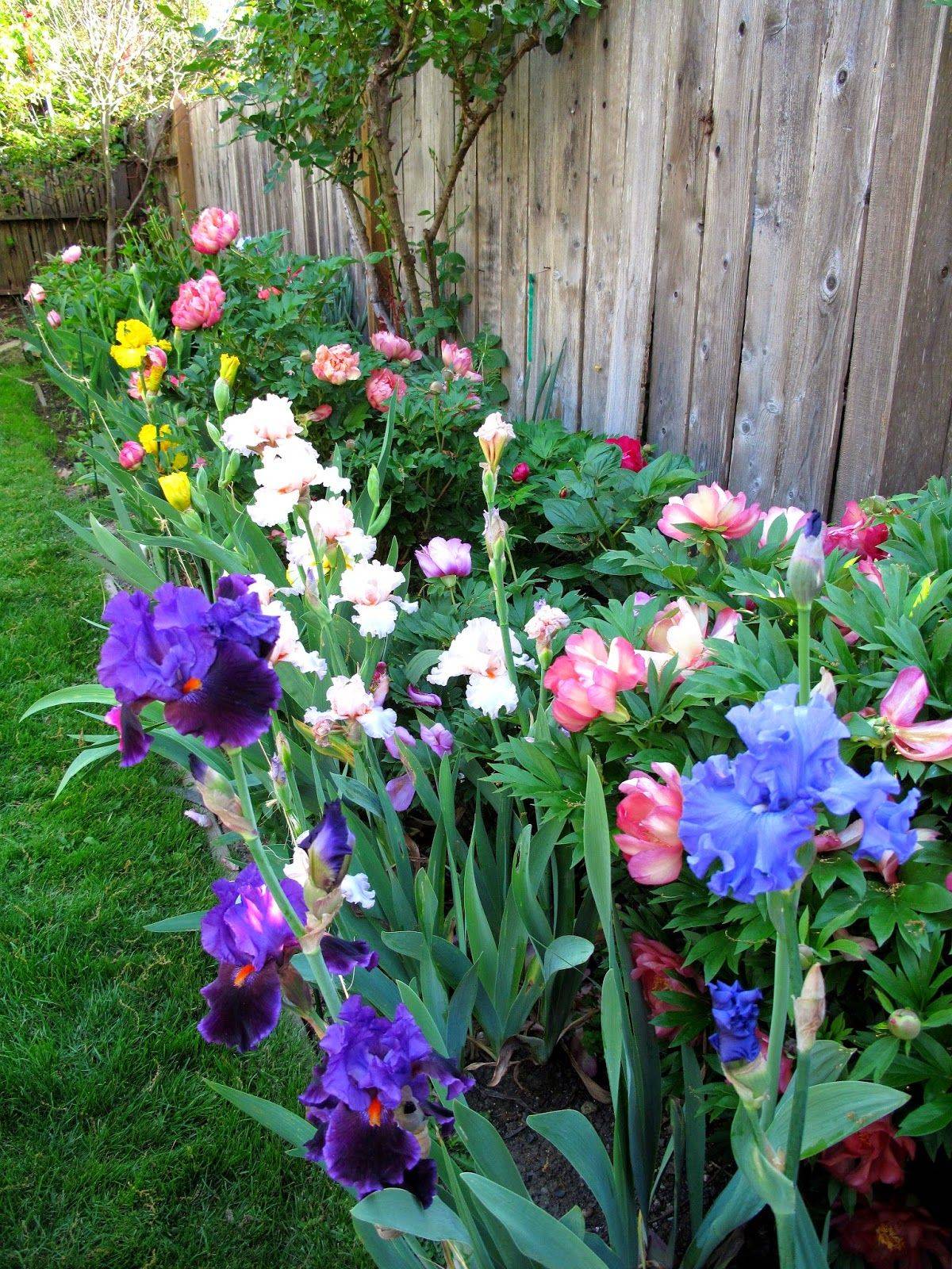 Best Iris Garden Ideas