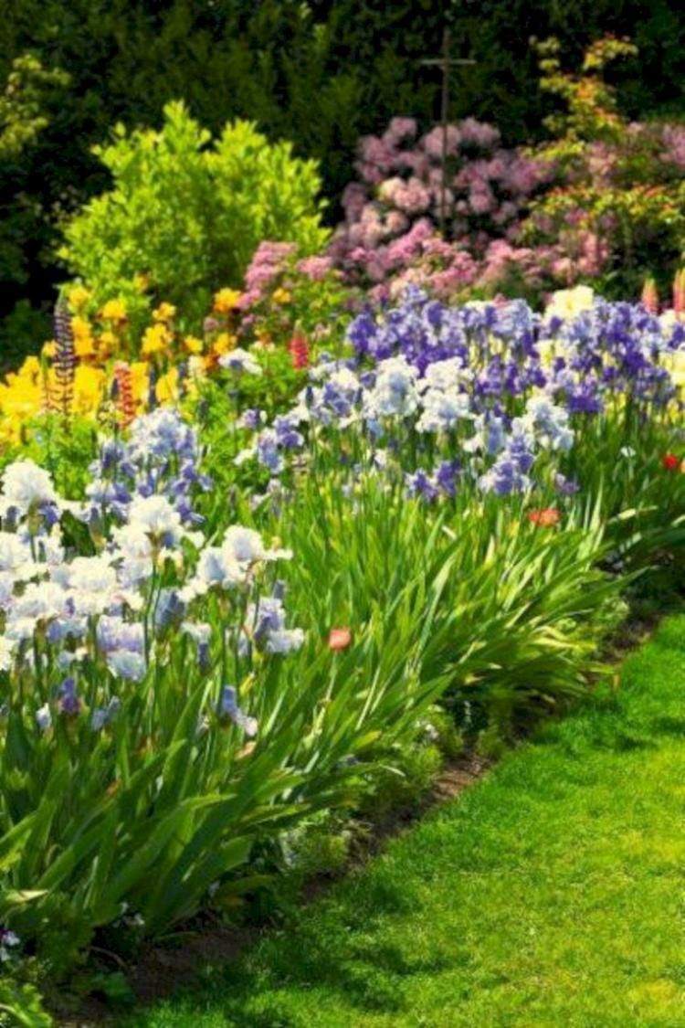 And Beautiful Iris Garden Ideas