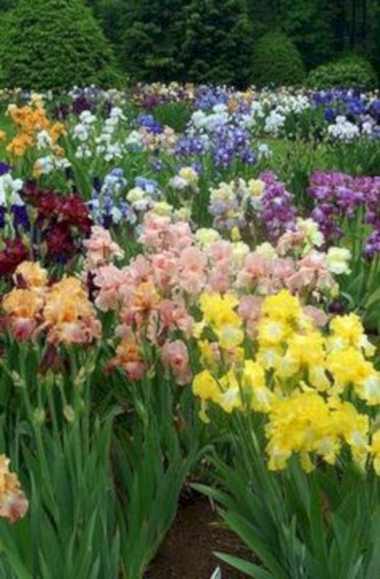 And Beautiful Iris Garden Ideas