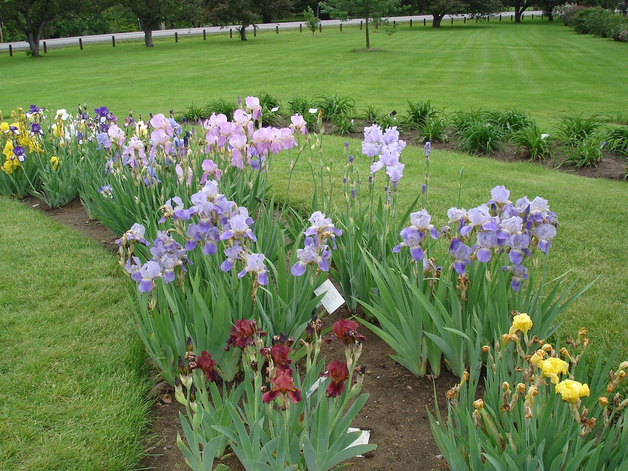 The Blue Iris Garden