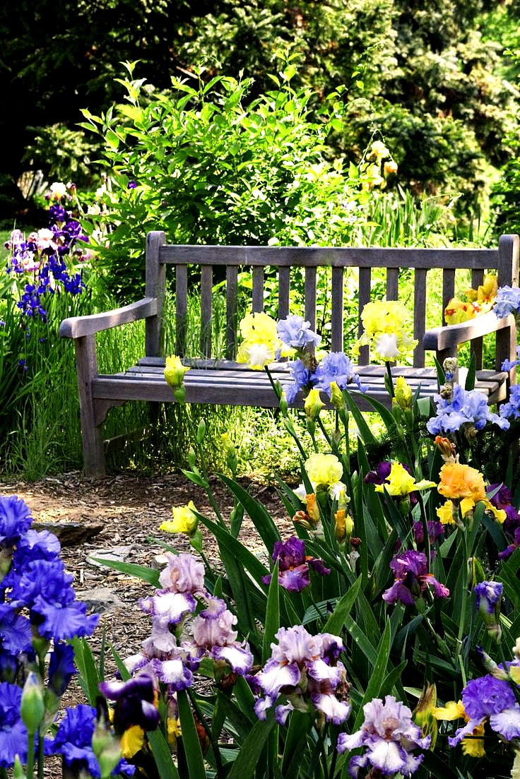 The Blue Iris Garden