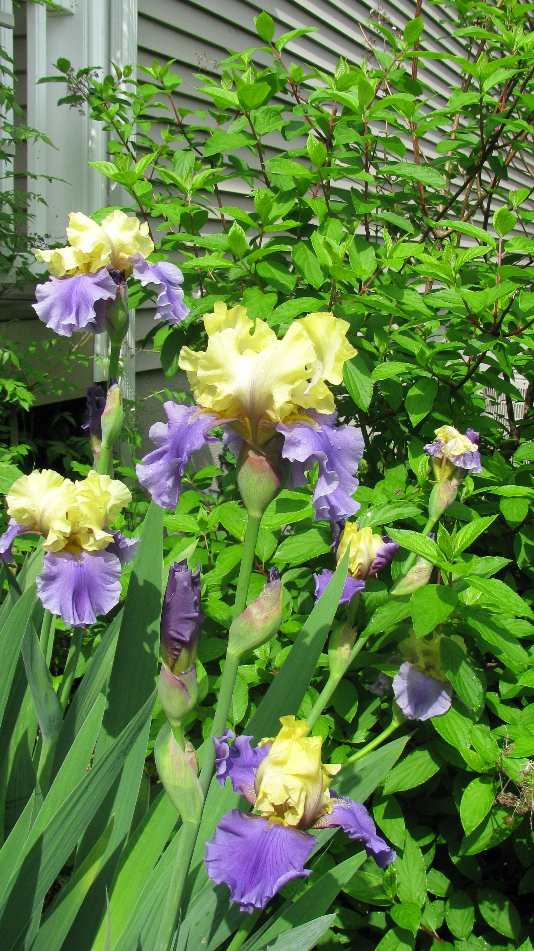 The Blue Iris Garden