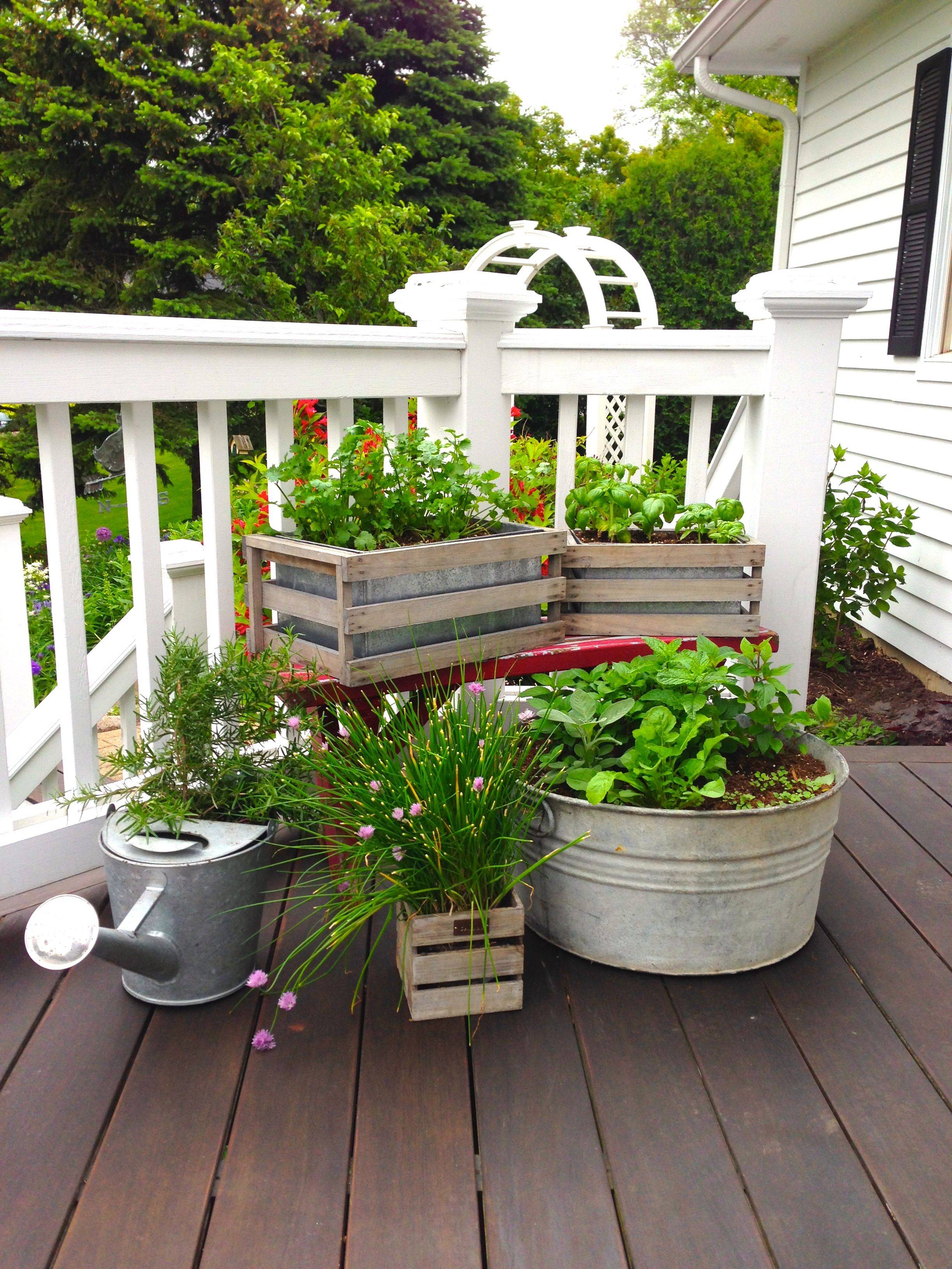 Back Deck Herb Garden Backyard Plants