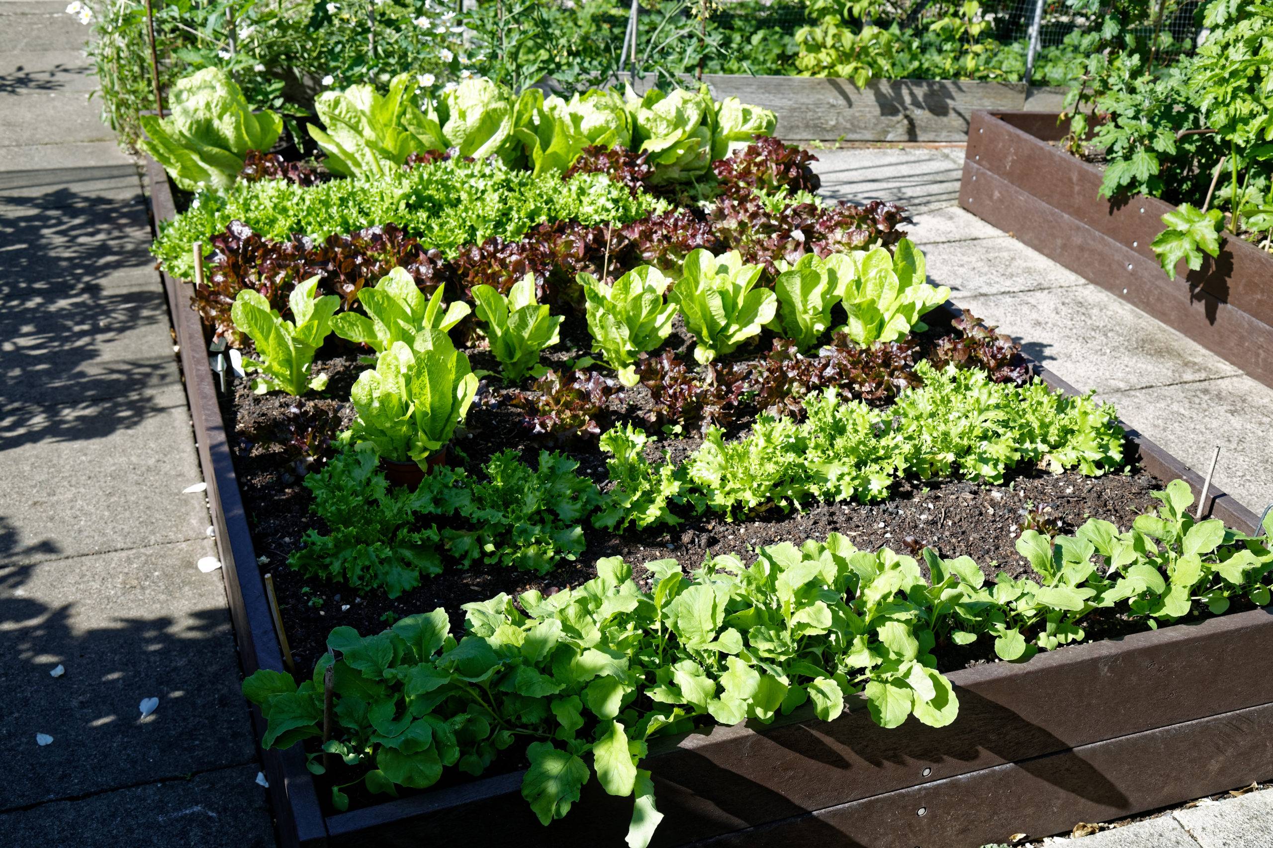 A Home Vegetable Garden