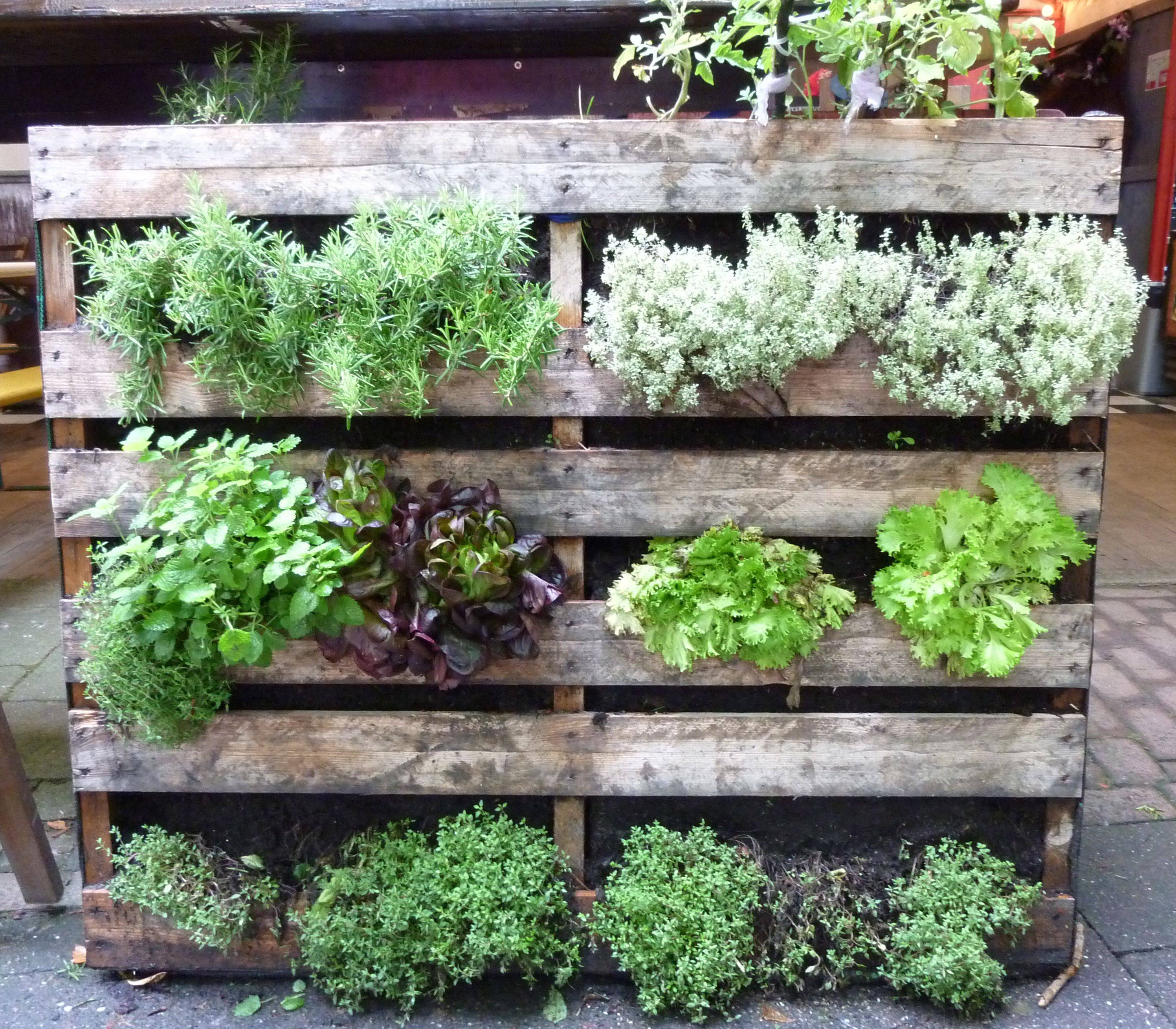 The Ultimate Raised Vegetable Garden