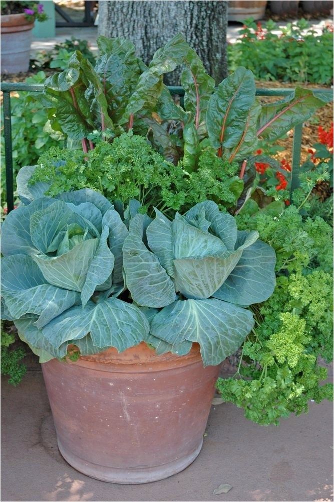 Small Vegetable Garden Ideas