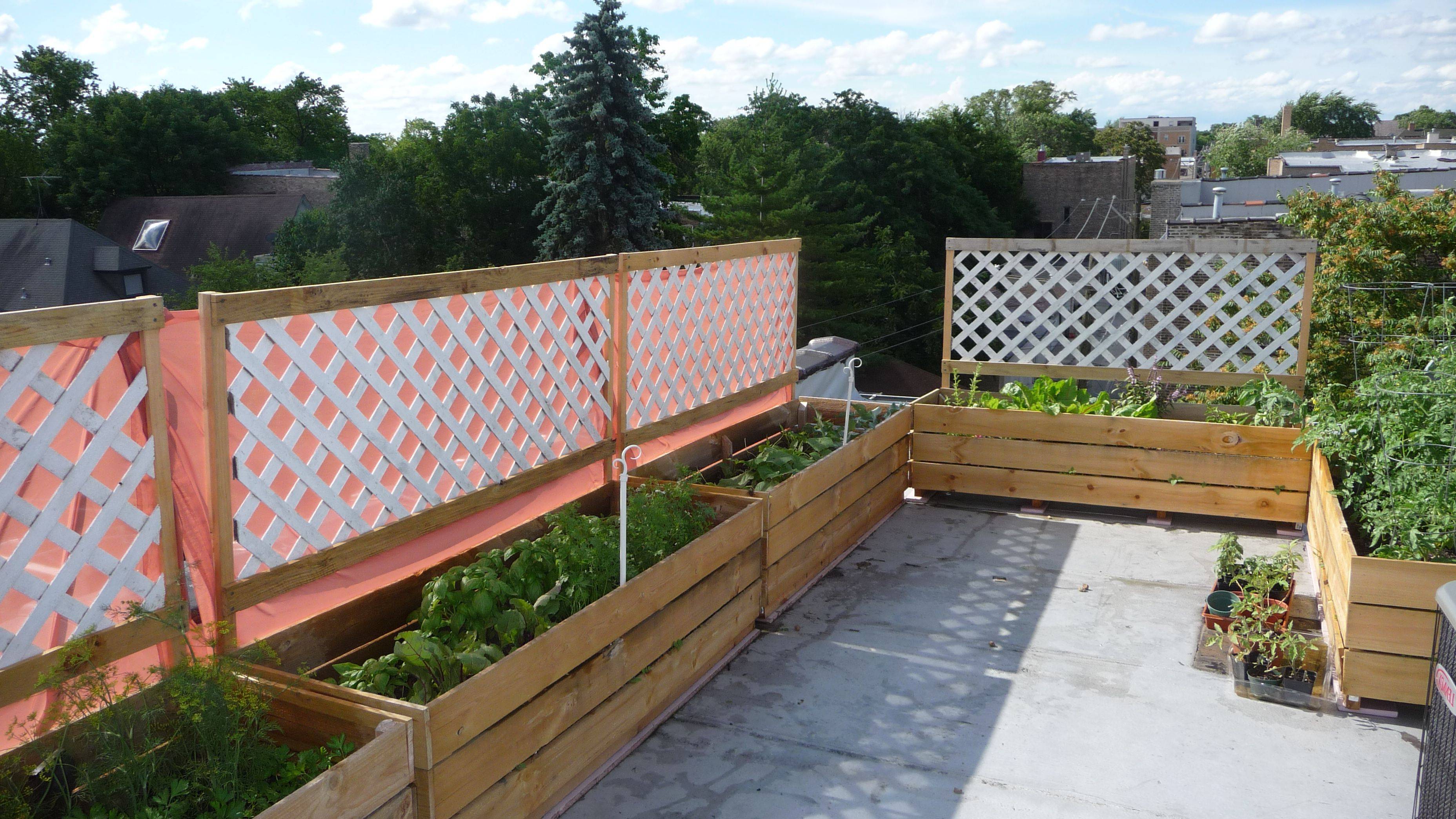Vegetable Garden Fence Chicken Wire Interior