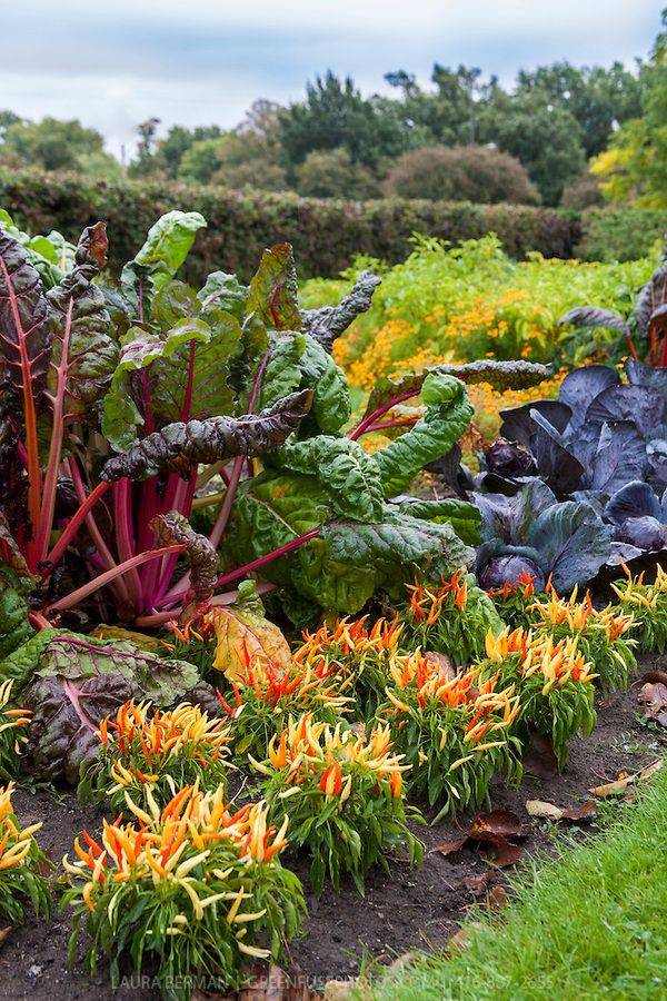 Decorative Vegetable Garden Ideas Stylish Green