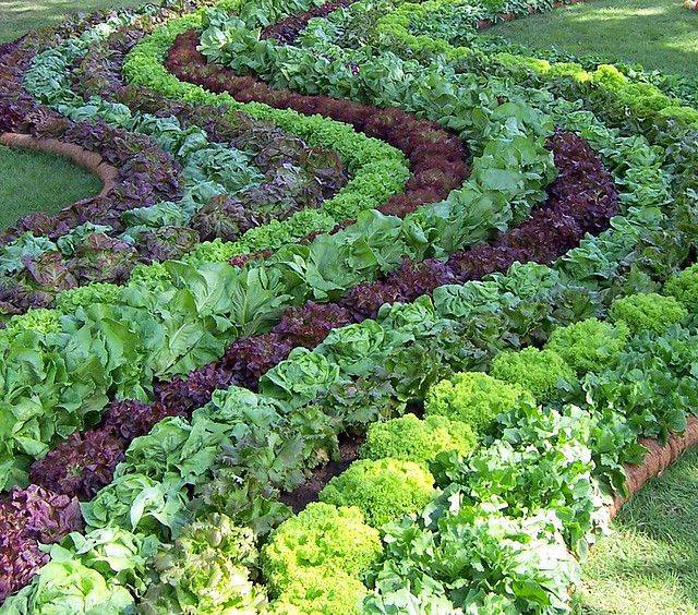 Ornamental Vegetable Gardens