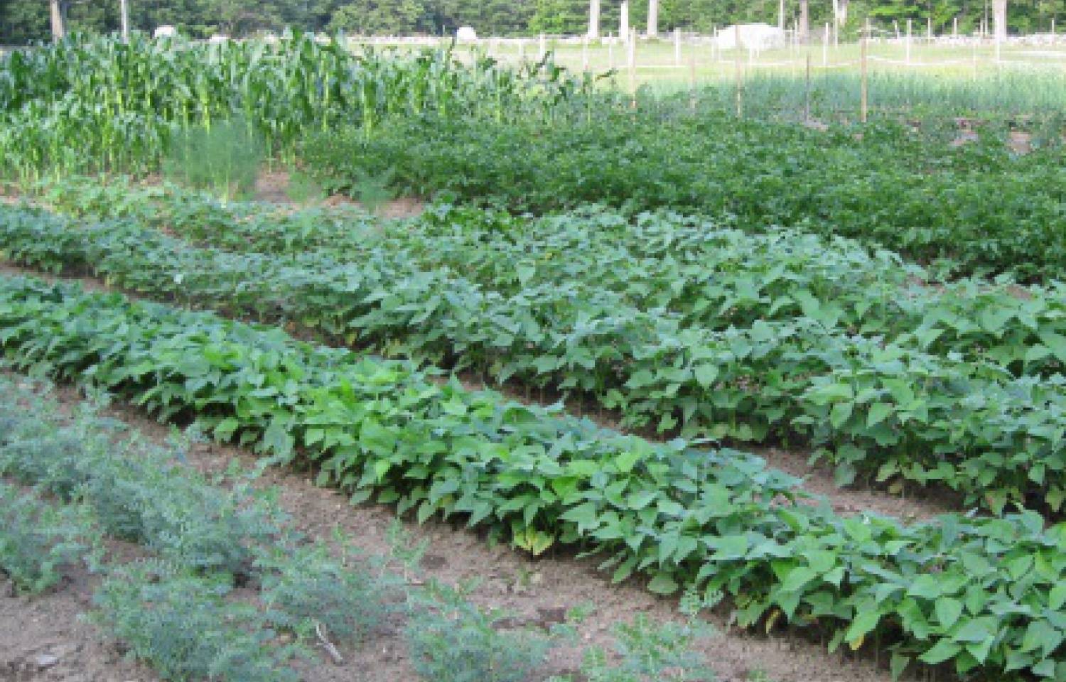 Excellent Fall Vegetable Garden Photo Landscape Design Pictures Awesome