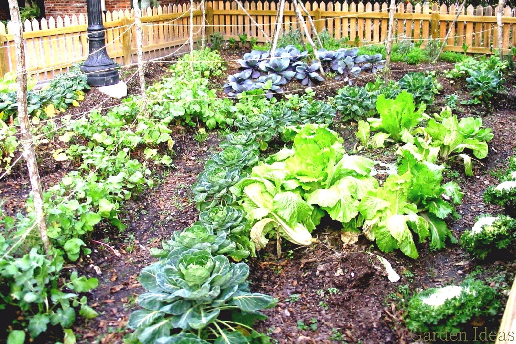 Awesome Fall Vegetable Gardens