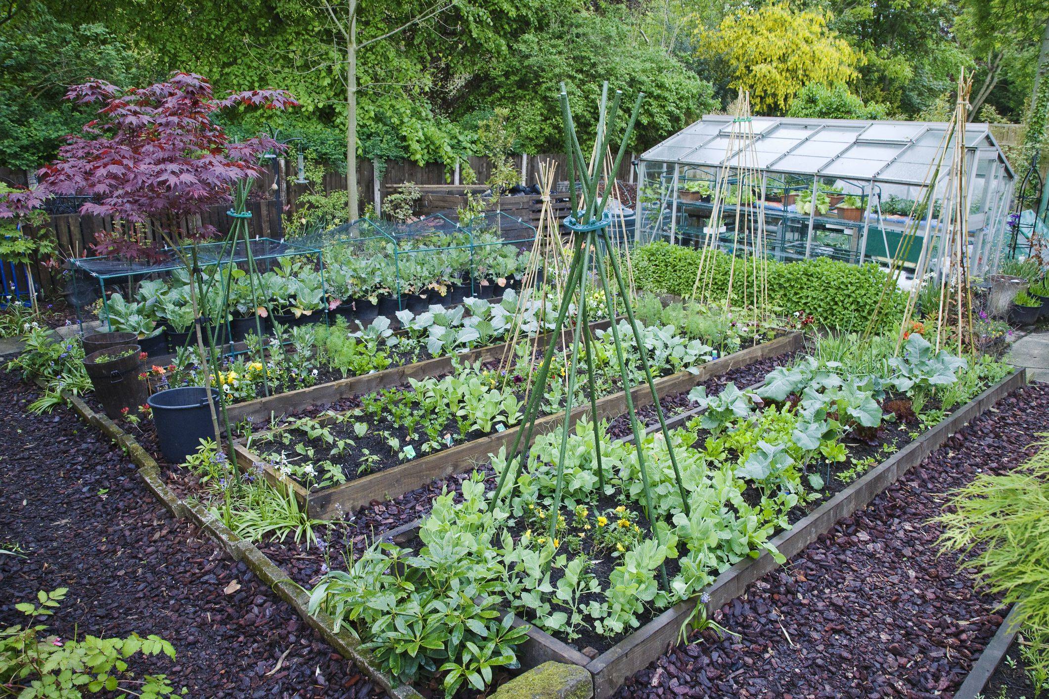 The Best Fall Vegetable Garden Photo Container Gardens