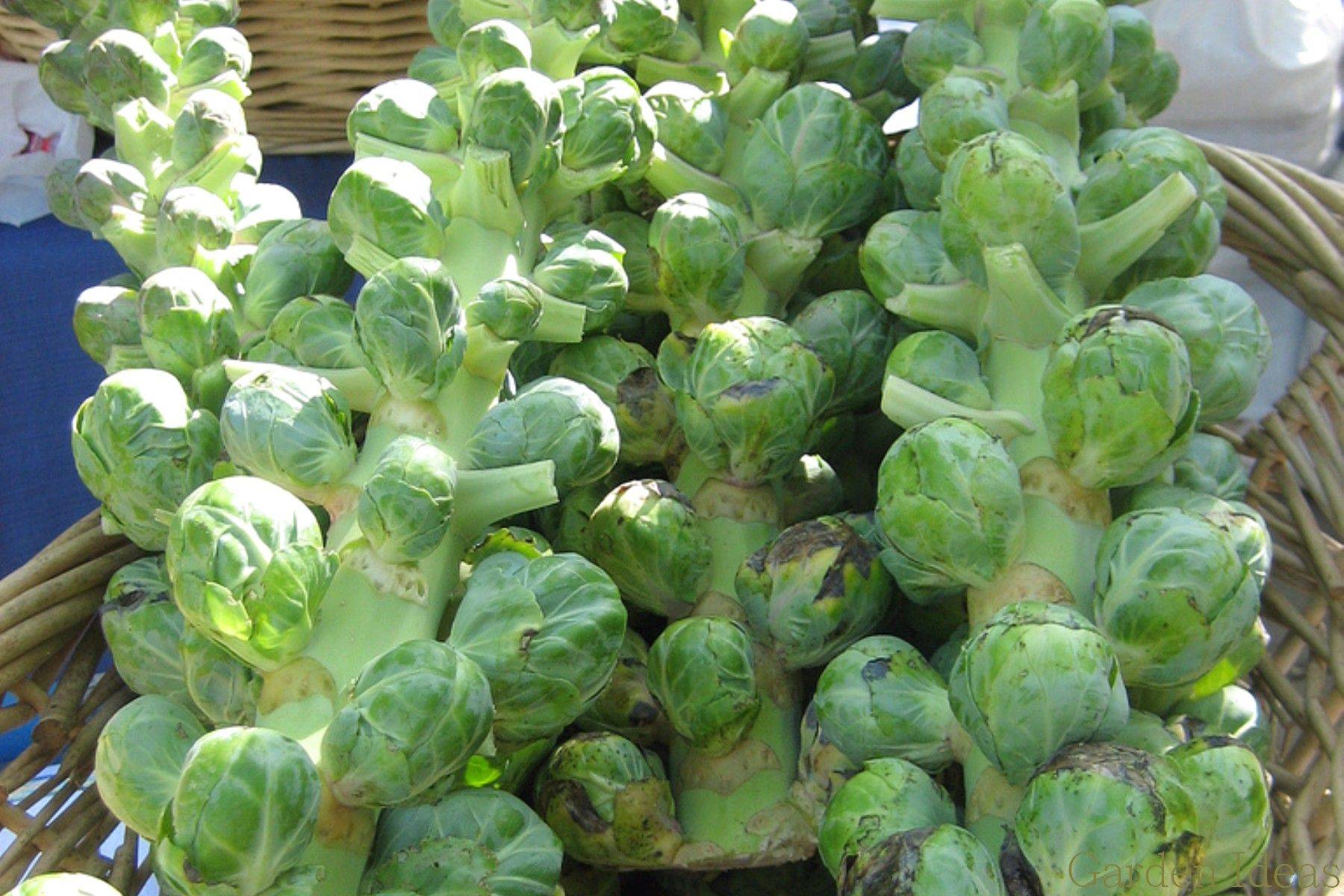 Winter Container Vegetable Gardening