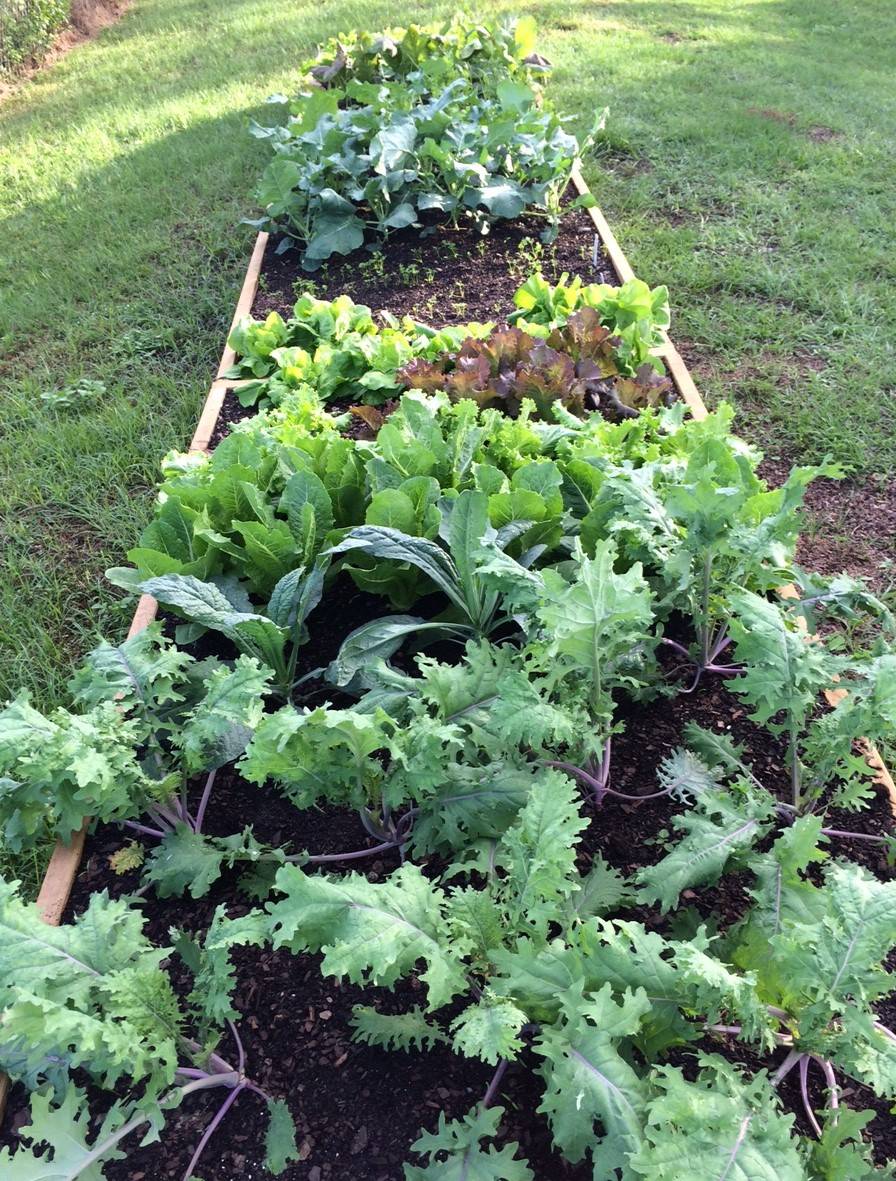 Winter Container Vegetable Gardening