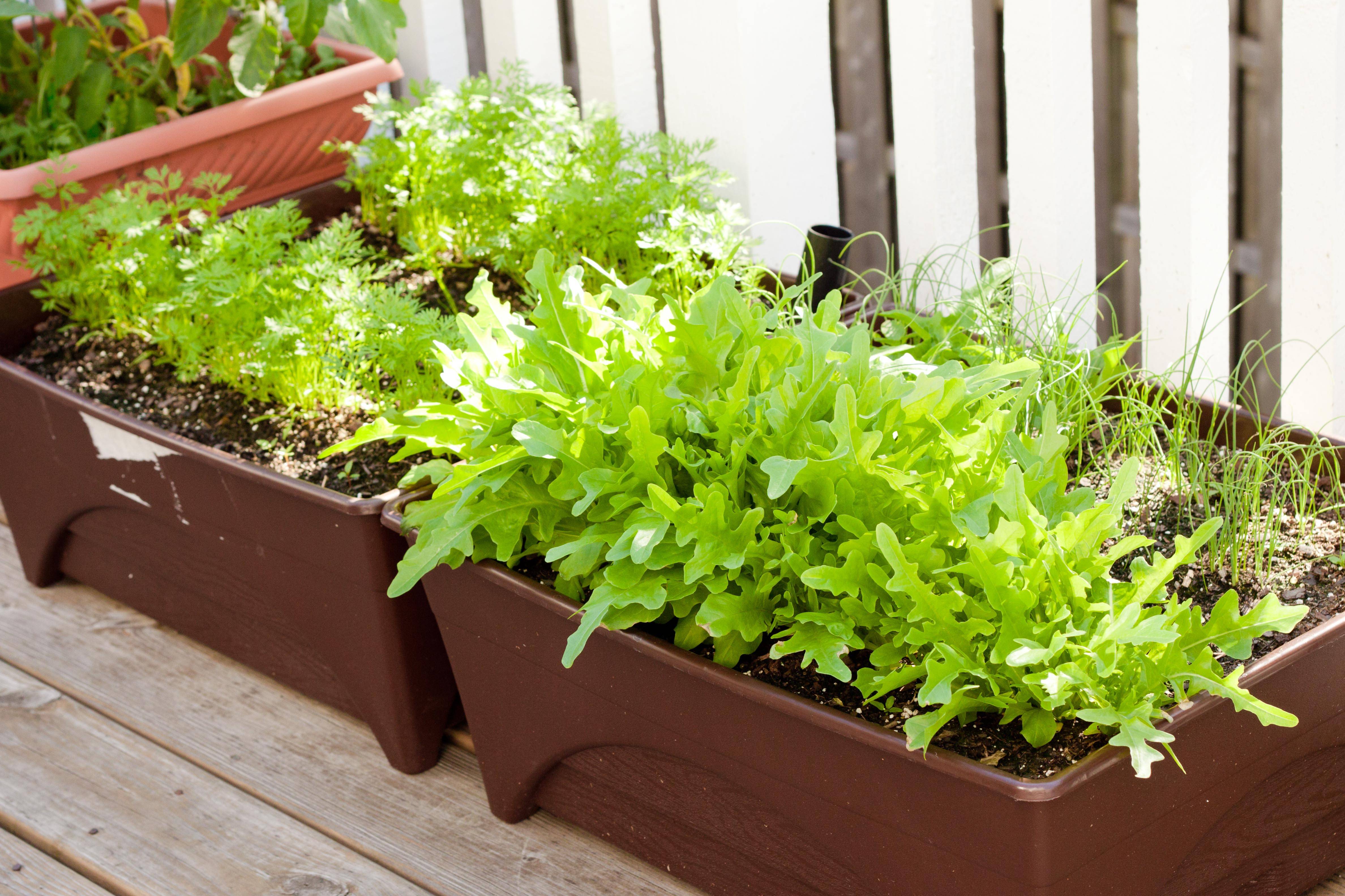 Beautiful Summer Container Garden Flowers Ideas Container
