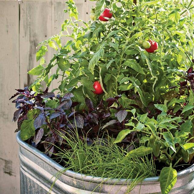 A Container Vegetable Garden