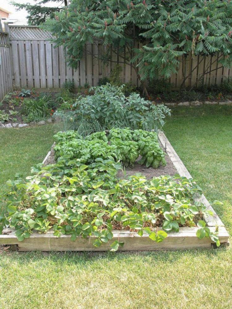 Home Vegetable Garden Design Phenomenal Best Small Super Garden