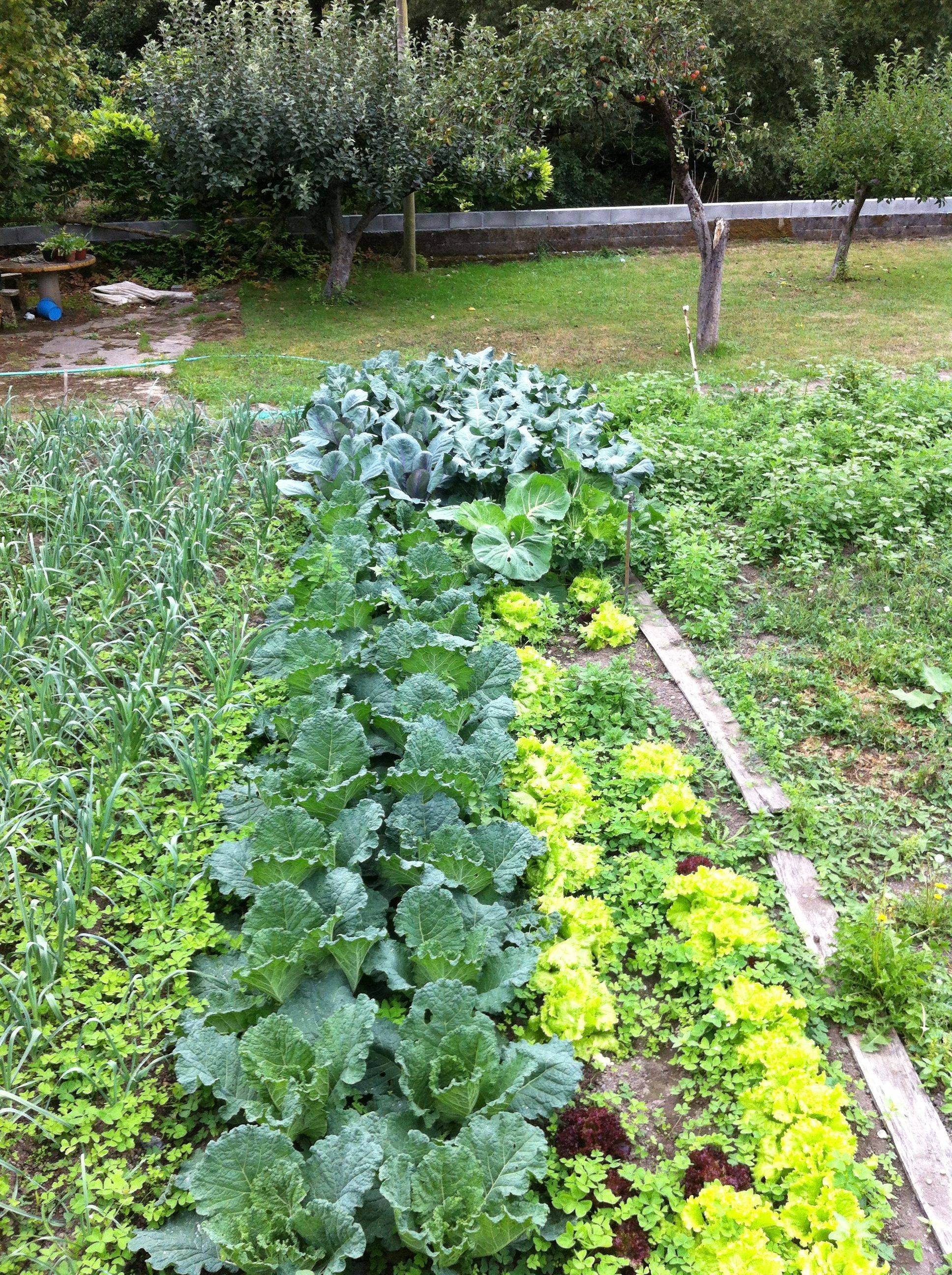 Top Small Vegetable Garden Ideas