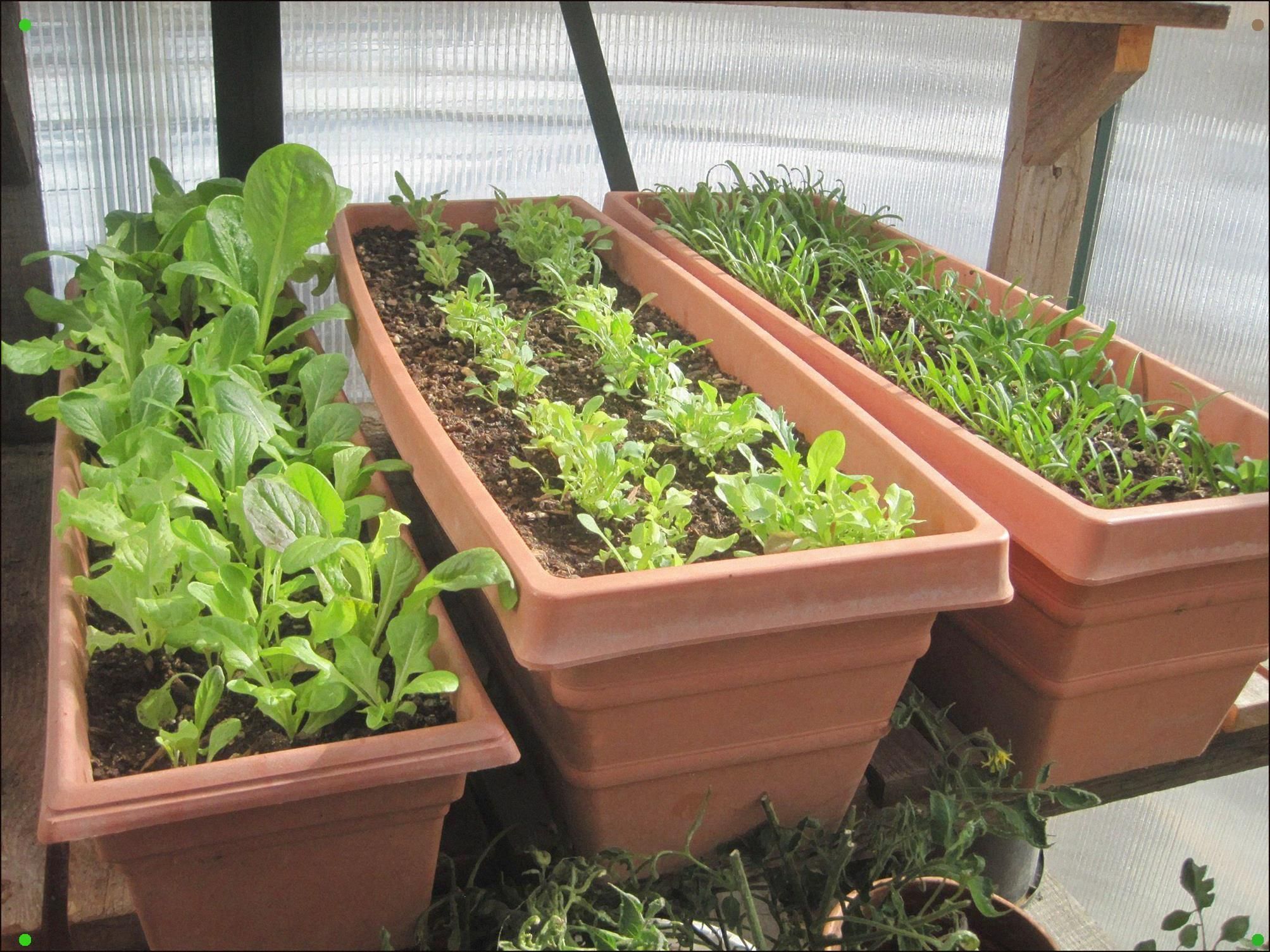 A Vegetable Garden