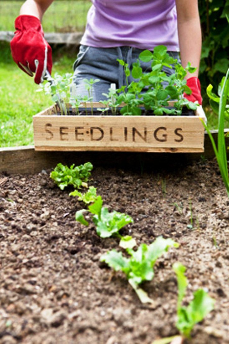 A Simple Spring Vegetable Garden Box Kellogg Garden Organics