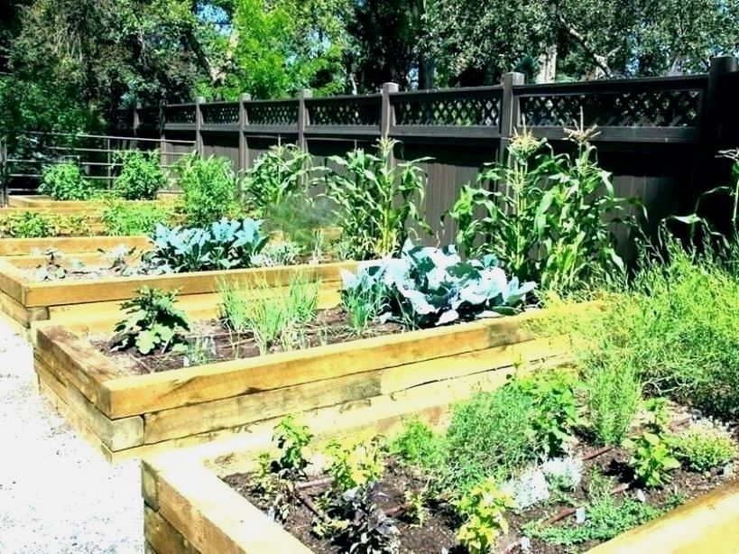 A Vegetable Garden Indoors