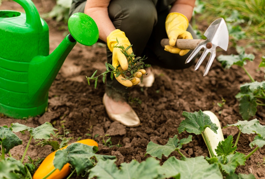 A Vegetable Garden Indoors