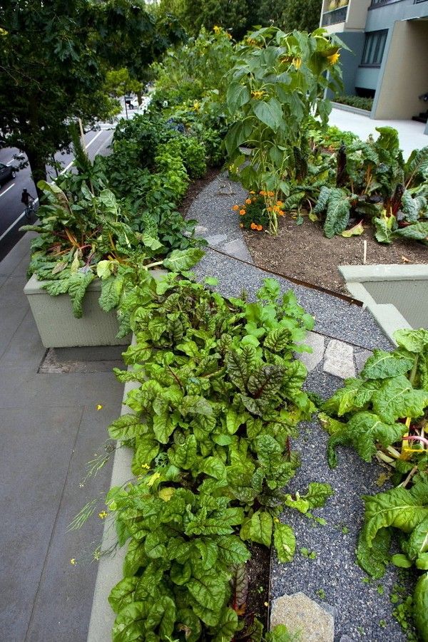 Vegetable Gardening For Beginners Guide Plant Instructions
