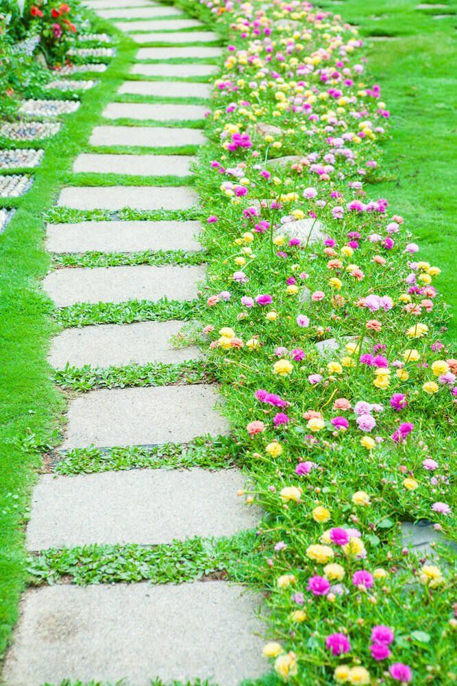 Beautiful Ground Cover Plants