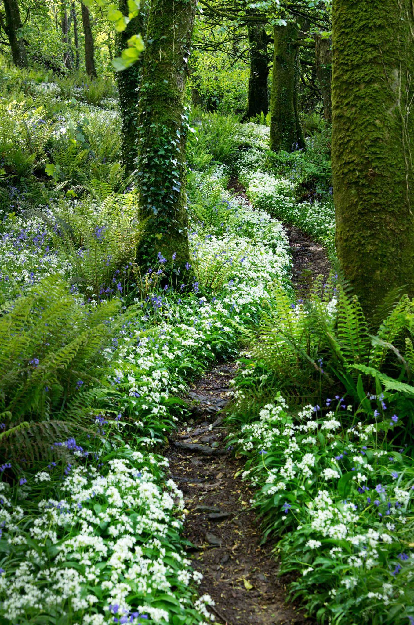 A Woodland Garden Path