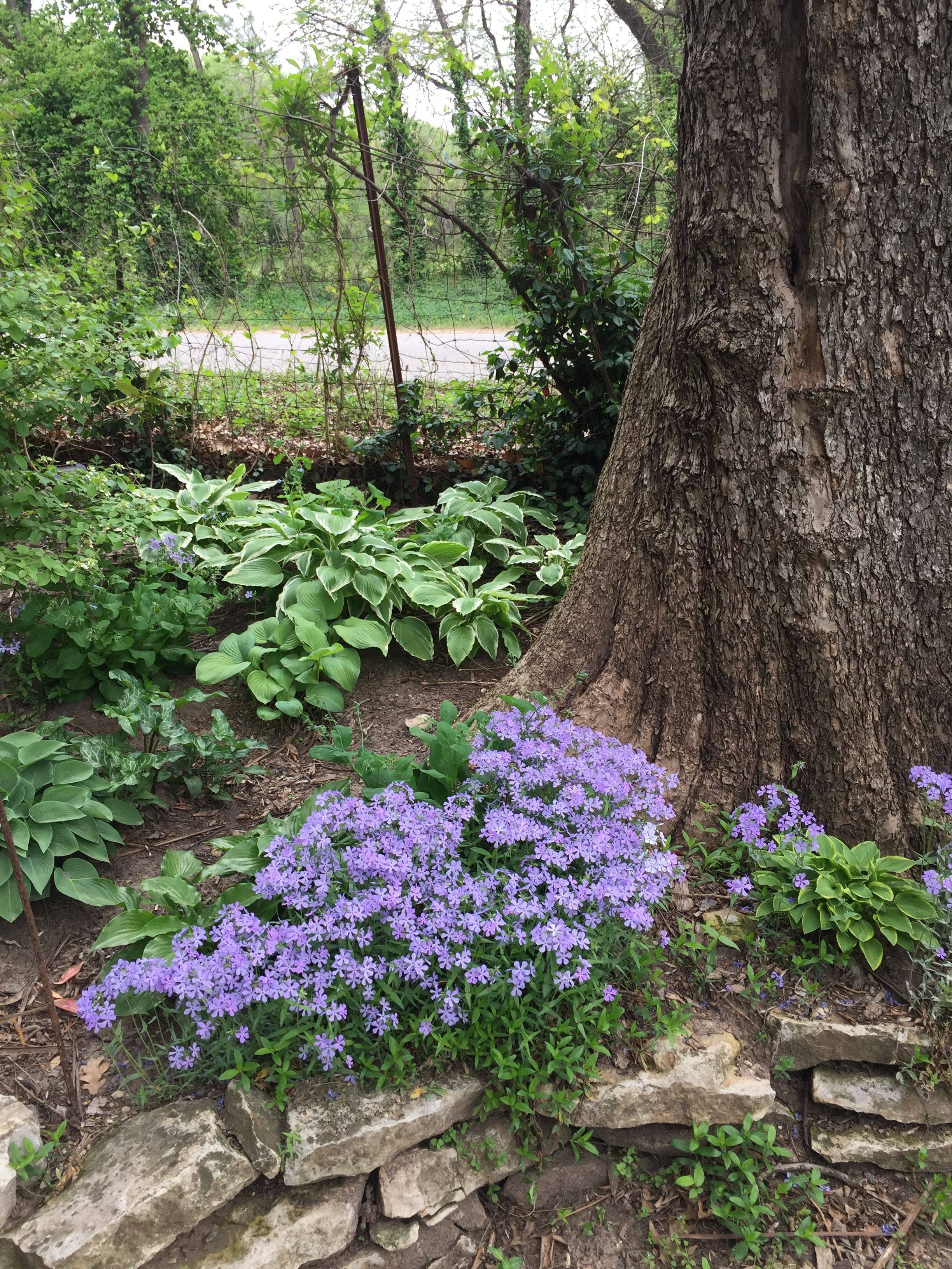 Woodland Garden