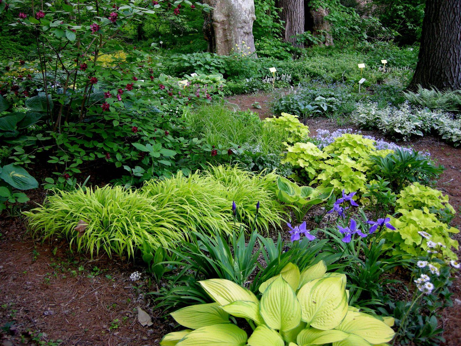 Shade Garden Woodland Plants